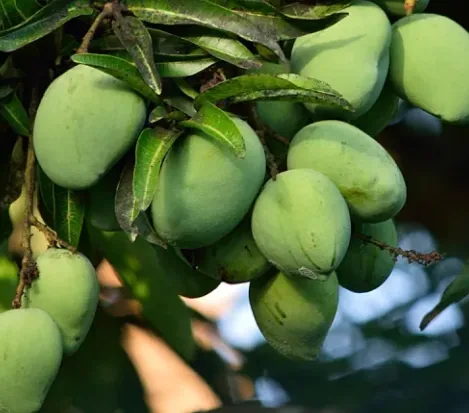 Green mangoes hanging on a tree, brand image shown for the African mango page