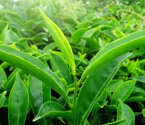 Fresh green tea leaves, brand image shown for the green tea page